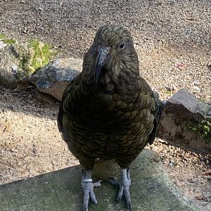 Kea 081023