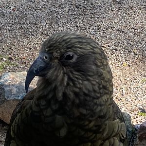 Kea 081023