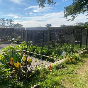 View towards Pesquet’s parrot aviary 081023