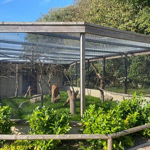 Pesquet’s parrot aviary 081023