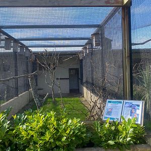 Sun conure aviary 081023