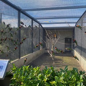 Mitchell’s lorikeet aviary 081023
