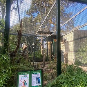 Palm cockatoo aviary 081023