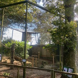 Golden eagle aviary 081023