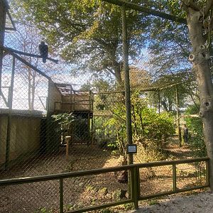 Golden eagle aviary 081023