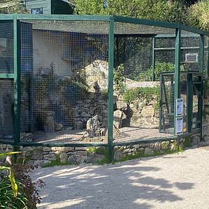 British red-billed chough aviary 081023