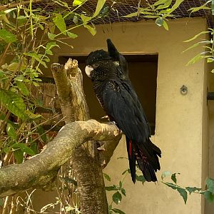 Red-tailed black cockatoos 081023