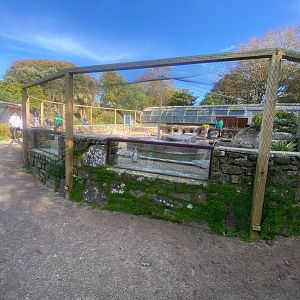 Humboldt penguin enclosure 081023