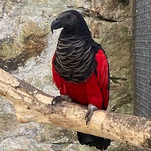 Pesquet’s parrot 081023