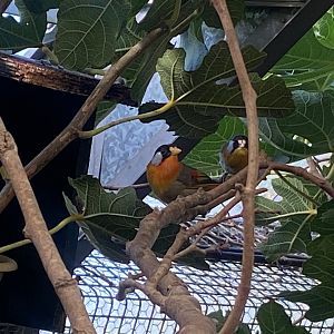 Silver-eared mesias 081023