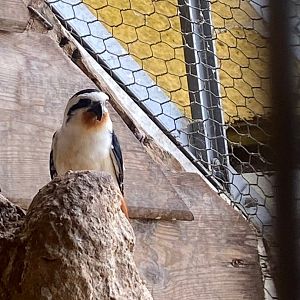 Collared falconet 081022