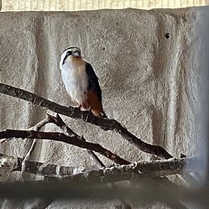 Collared falconet 081023