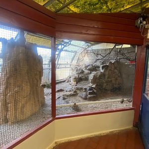 Collared falconet aviary 081023