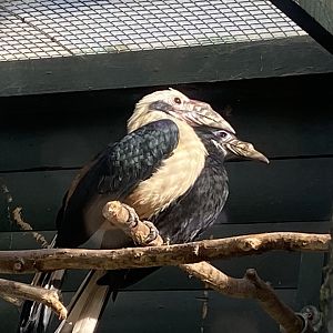 Visayan tarictic hornbills 081023