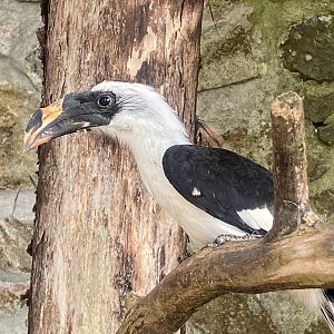 Von der Decken’s hornbill 081023
