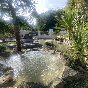Asian small-clawed otter enclosure 081023