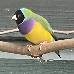 Gouldian finch 081023