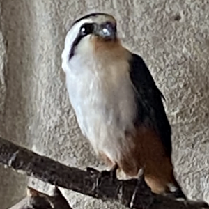 Collared falconet 081023