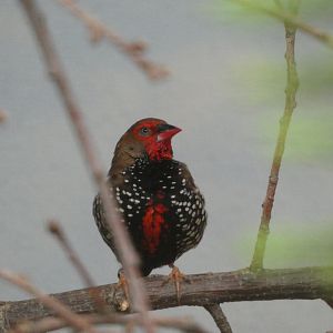Bird ID? - Berlin Zoo