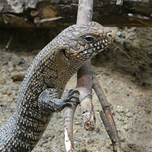Reptile ID? - Berlin Zoo