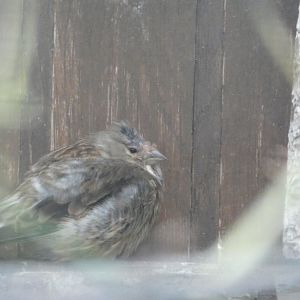 Bird ID? - Weltvogelpark Walsrode