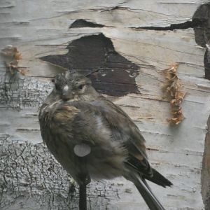 Bird ID? - Weltvogelpark Walsrode