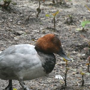 Bird ID? - Weltvogelpark Walsrode