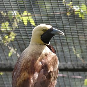 Bird ID? - Weltvogelpark Walsrode