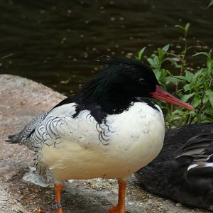 Bird ID? - Weltvogelpark Walsrode