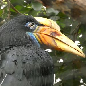 Bird ID? - Weltvogelpark Walsrode