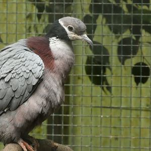 Bird ID? - Weltvogelpark Walsrode