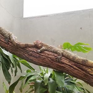 Caiman lizards