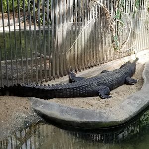 Gharial