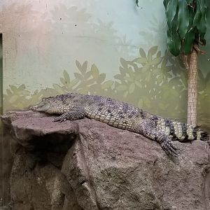 Philippine crocodile