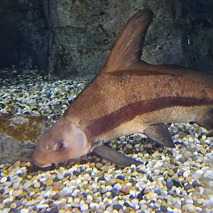 Chinese High-fin Banded Shark (Myxocyprinus asiaticus)