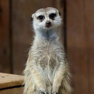 Meerkat