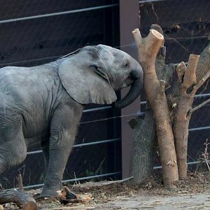 African Elephant Calf