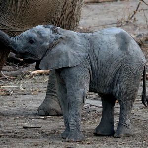 African Elephant Calf