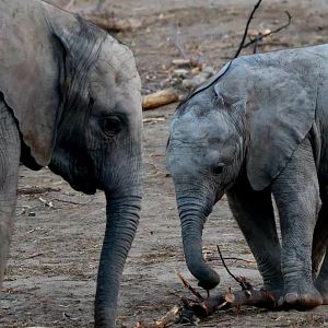 African Elephant Calf