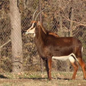 Sable Antelope