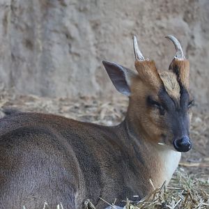 Reeve's Muntjac