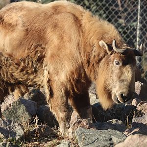 Sichuan Takin