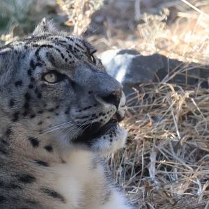 Snow Leopard