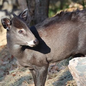 Tufted Deer