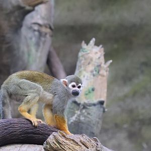 Common Squirrel Monkey