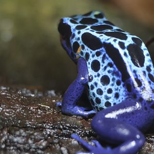 Blue Poison Frog