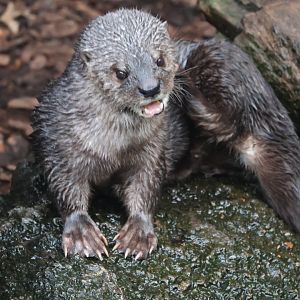 Spotted Necked Otter