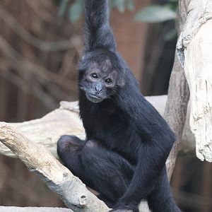 Black Spider Monkey