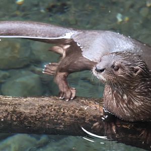 Spotted Necked Otter