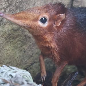 Rofous and Black Elephant Shrew